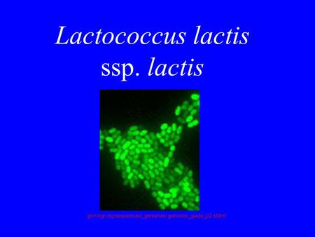 Lactococcus lactis ssp. lactis gnn.tigr.org/sequenced_genomes/ genome_guide_p2.shtml.