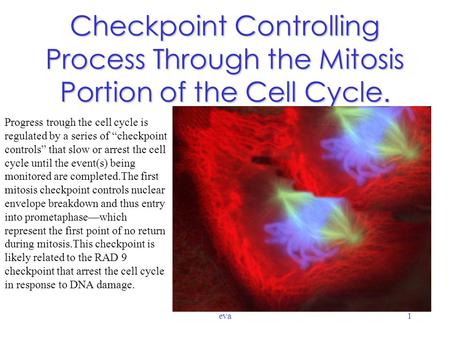 eva1 Checkpoint Controlling Process Through the Mitosis Portion of the Cell Cycle. Progress trough the cell cycle is regulated by a series of “checkpoint.