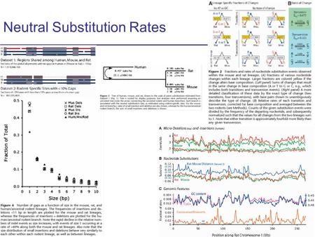 CS273a Lecture 10, Aut 08, Batzoglou CS273a Lecture 10, Fall 2008 Neutral Substitution Rates.