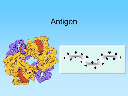 Antigen.