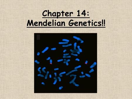 Chapter 14: Mendelian Genetics!!. Trait : some aspect of an organism that can be described or measured Gene : discrete unit of hereditary information.