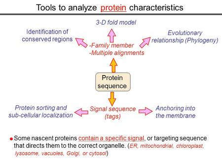 Tools to analyze protein characteristics Protein sequence -Family member -Multiple alignments Identification of conserved regions Evolutionary relationship.