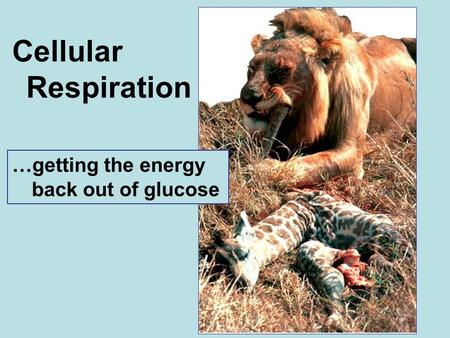 Cellular Respiration …getting the energy back out of glucose.