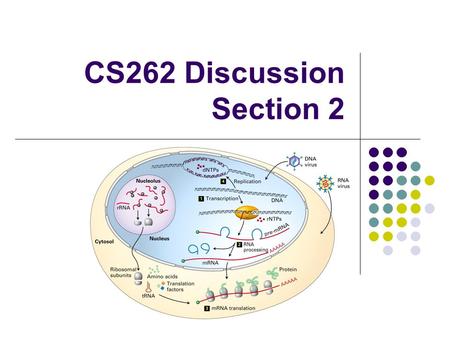 CS262 Discussion Section 2. Today’s agenda Overview of some more biology underlying DNA sequences. Problem Set difficulties.