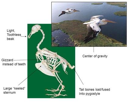 Light, Toothless beak Large “keeled” sternum Gizzard instead of teeth Tail bones lost/fused Into pygostyle Center of gravity.