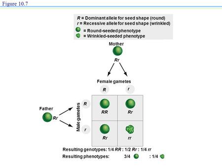 R Mother Rr Female gametes R r Father Rr Male gametes R r RrRR Rrrr Resulting genotypes: 1/4 RR : 1/2 Rr : 1/4 rr Resulting phenotypes: 3/4 : 1/4 Figure.