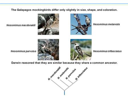 Nesomimus melanotis Nesomimus macdonaldi Nesomimus parvulus