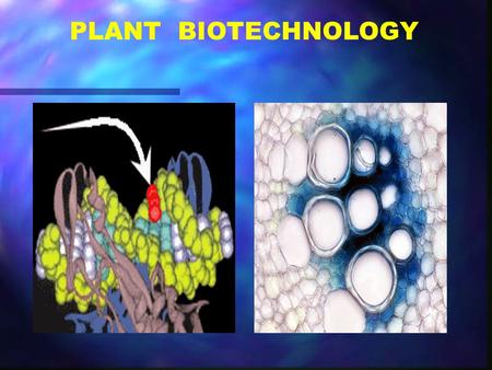 PLANT BIOTECHNOLOGY.