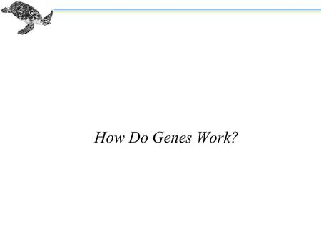 How Do Genes Work?. Are Genes Composed of DNA or Protein? n Chromosomes, the known carriers of genes, are made of DNA and proteins n Proteins are more.