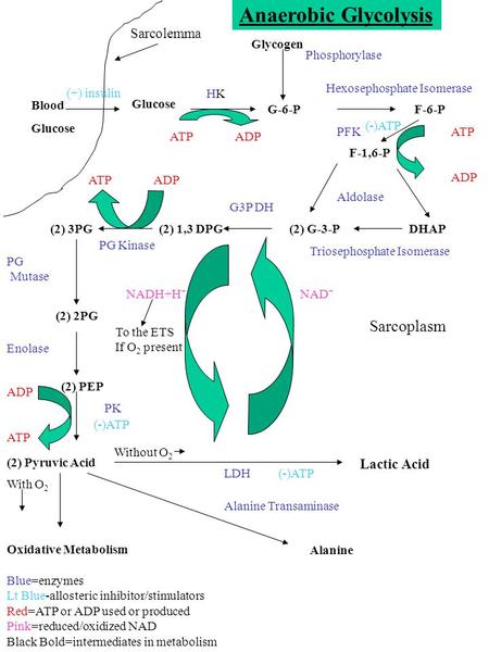 Blood Glucose G-6-P Glycogen F-6-P F-1,6-P (2) G-3-PDHAP Phosphorylase (2) 1,3 DPG(2) 3PG (2) 2PG (2) PEP (2) Pyruvic Acid Oxidative Metabolism Lactic.