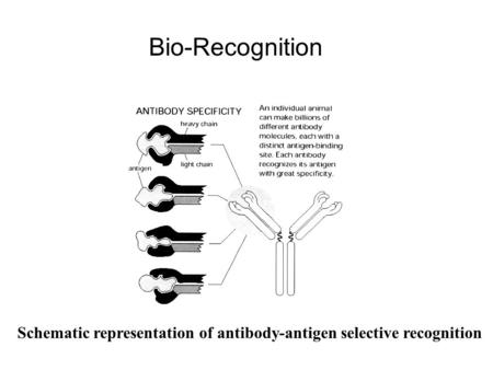 Schematic representation of antibody-antigen selective recognition Bio-Recognition.