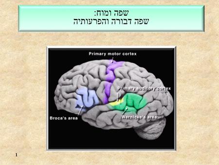 שפה ומוח: שפה דבורה והפרעותיה