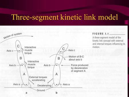 Three-segment kinetic link model. Three- segment model: (Fig j.2, p 339)