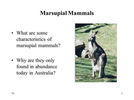 791 Marsupial Mammals What are some characteristics of marsupial mammals? Why are they only found in abundance today in Australia?