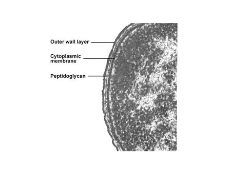 Microscopy Compound Light Microscope – Objective lens = real image –Eye piece = virtual image –Magnification –Condenser lens and iris diaphragm –Other.