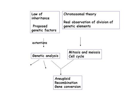 Law of inheritance Proposed genetic factors Chromosomal theory Real observation of division of genetic elements Genetic analysis extentions Mitosis and.