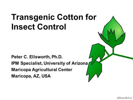 Ellsworth/UA Transgenic Cotton for Insect Control Peter C. Ellsworth, Ph.D. IPM Specialist, University of Arizona Maricopa Agricultural Center Maricopa,