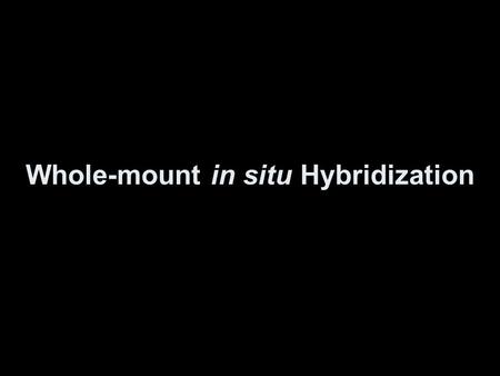 Whole-mount in situ Hybridization. Zebrafish Development.