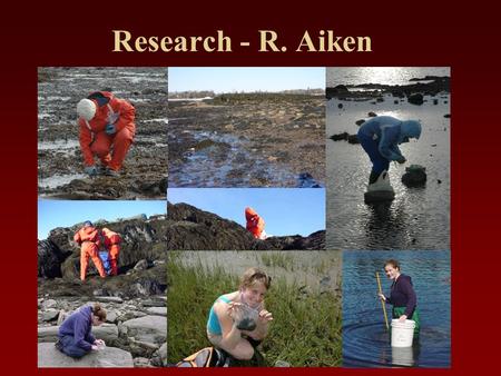 Research - R. Aiken. Hydrodynamics and grouping behaviour in barnacles Hermaphrodite mating strategies.