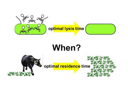 When? optimal residence time optimal lysis time. t2t2 t1t1 b1b1 b2b2 The lysis time t is optimal when d ln(b) d t = ln(b) 1/(r N) + t Graphical Solution.