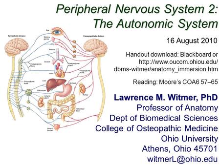 Peripheral Nervous System 2: The Autonomic System