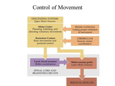 Control of Movement. Patterns of Connections Made by Local Circuit Neurons in the Intermediate Zone of the Spinal Cord Gray Matter Long distance interneurons.