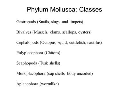 Phylum Mollusca: Classes Gastropods (Snails, slugs, and limpets) Bivalves (Mussels, clams, scallops, oysters) Cephalopods (Octopus, squid, cuttlefish,