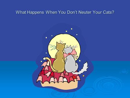 What Happens When You Don’t Neuter Your Cats?.