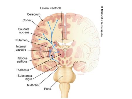 An overly aroused state may change spatial learners in to response learners. The binding of glucocorticoids and/or NE in the amygdala.