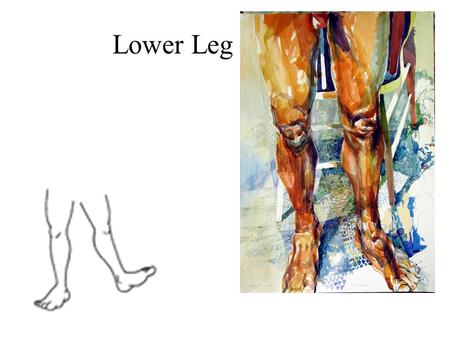 Lower Leg. Muscles of the Anterior Leg Dorsiflexors of ankles and extensors of toes reside in anterolateral compartment as the tibia fills the anteriomedial.