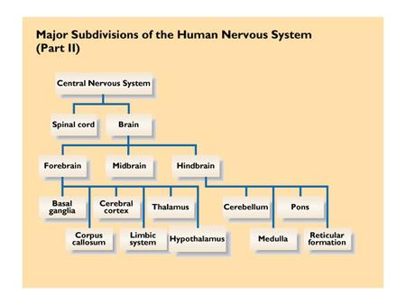 Frontal Lobes The Immune System A healthy brain and a healthy body.