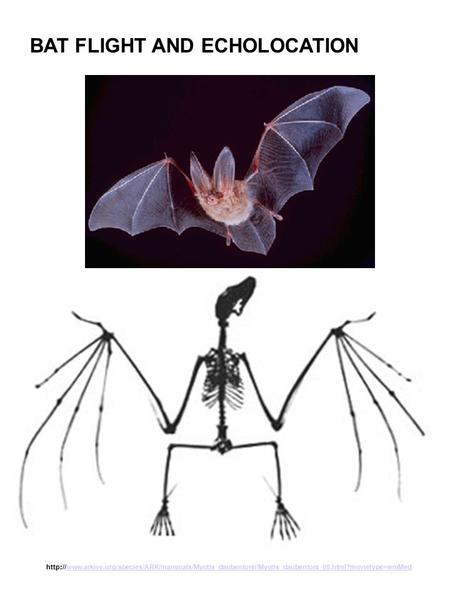 BAT FLIGHT AND ECHOLOCATION