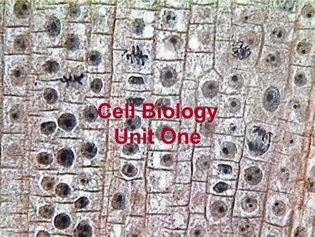 Cell Biology Unit One. Cell Measurements Micrometer (micron) –one millionth of a meter.