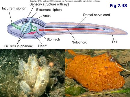 Fig 7.48. I.Chordata A.Urochordata - Tunicates 2.Thaliacea – Salps PlanktonicPlanktonic Transparent body with radial bands of muscle for locomotionTransparent.