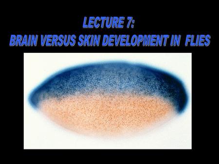 BRAIN VERSUS SKIN DEVELOPMENT IN FLIES