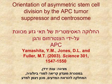 Orientation of asymmetric stem cell division by the APC tumor suppressor and centrosome החלוקה האסימטרית של תאי גזע מכוונת על-ידי הצנטרוזום והגן APC Yamashita,