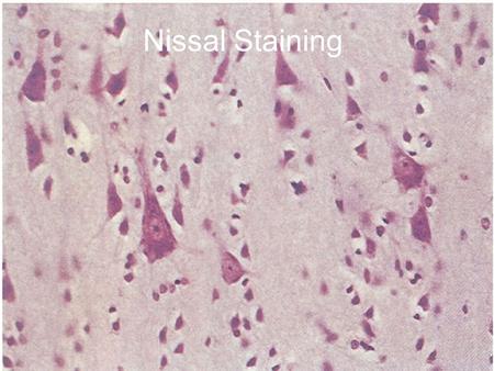 Nissal Staining. Camillo Golgi (1843-1926) Golgi-Stained Neurons.