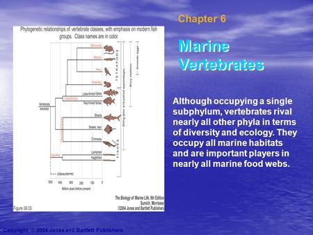 Chapter 6 Marine Vertebrates Although occupying a single subphylum, vertebrates rival nearly all other phyla in terms of diversity and ecology. They occupy.