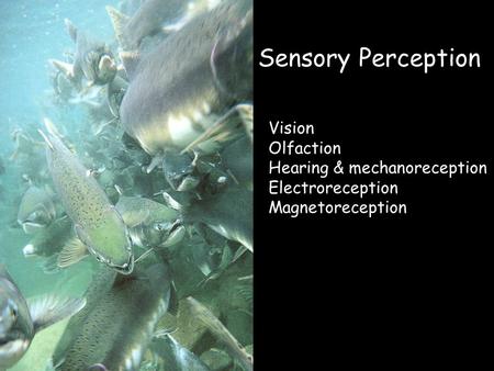 Sensory Perception Vision Olfaction Hearing & mechanoreception Electroreception Magnetoreception.