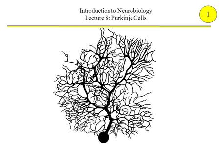 Introduction to Neurobiology Lecture 8: Purkinje Cells 1.