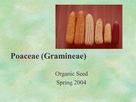 Poaceae (Gramineae) Organic Seed Spring 2004. Poaceae §One of most important from human food §500 genera and 8,000 species.