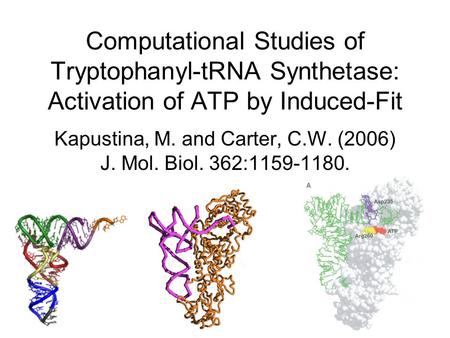 Computational Studies of Tryptophanyl-tRNA Synthetase: Activation of ATP by Induced-Fit Kapustina, M. and Carter, C.W. (2006) J. Mol. Biol. 362:1159-1180.