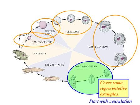 Cover some representative examples Start with neurulation.