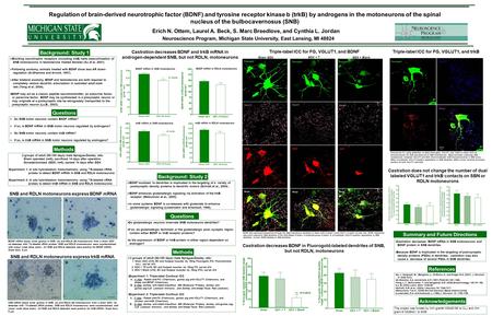 Regulation of brain-derived neurotrophic factor (BDNF) and tyrosine receptor kinase b (trkB) by androgens in the motoneurons of the spinal nucleus of the.