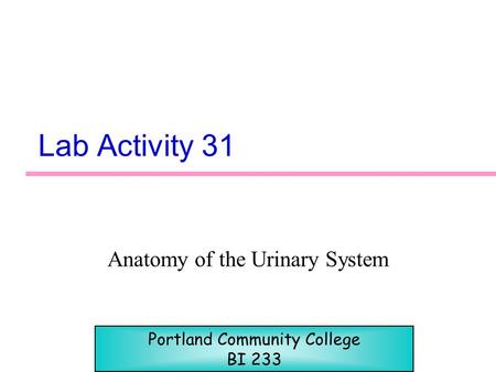 Anatomy of the Urinary System