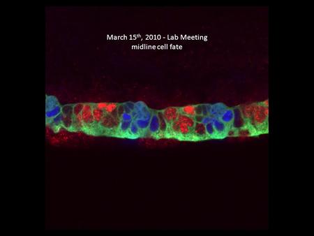 March 15 th, 2010 - Lab Meeting midline cell fate.