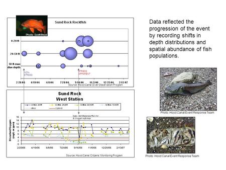 Source: Hood Canal Citizens’ Monitoring Program Source: Hood Canal Diver Observation Program STRESS APPARENT NON- STRESS Data reflected the progression.