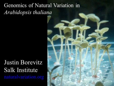 Genomics of Natural Variation in Arabidopsis thaliana Justin Borevitz Salk Institute naturalvariation.org.