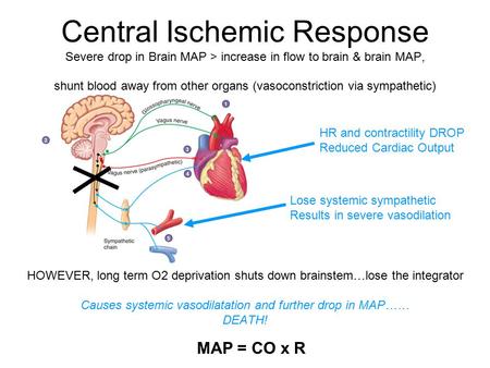 Central Ischemic Response Severe drop in Brain MAP > increase in flow to brain & brain MAP, shunt blood away from other organs (vasoconstriction via sympathetic)