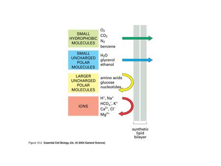 Co-Transporters Na + /Glucose Symport Vibrio cholerae Prokaryote Water-bourne pathogen Produces Cholera Toxin.